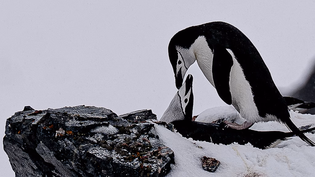 Aventuras na antartica: uma viagem de descobertas Casal de pinguins acasalando