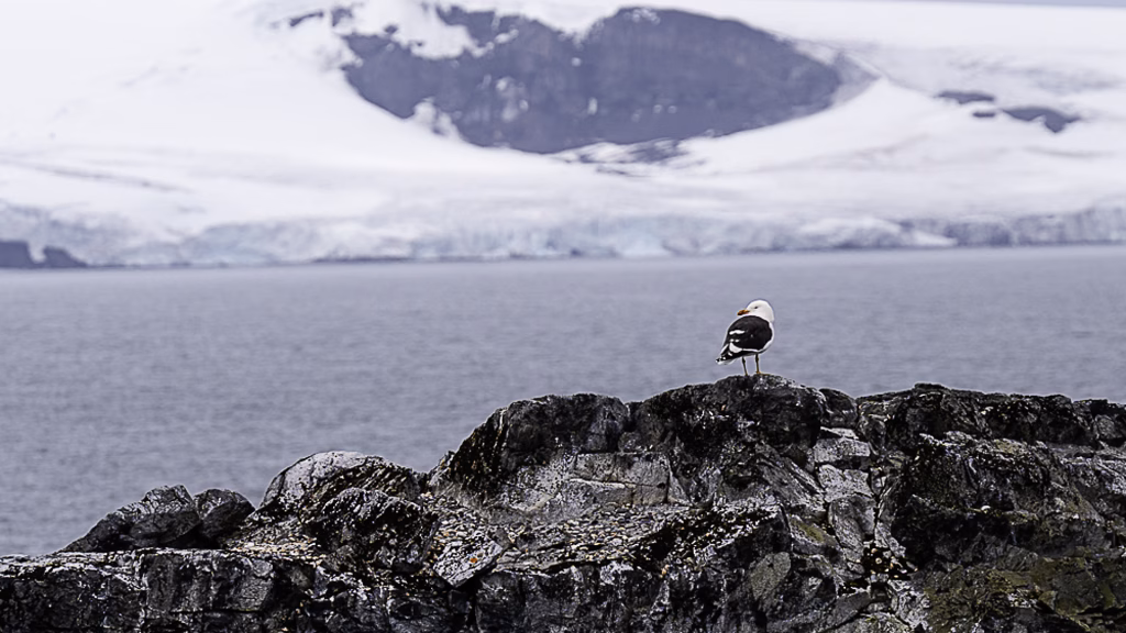 Aventuras na antartica: uma viagem de descobertas Ave pousando sobre rochedo, e montanhas cobertas de gelo ao fundo