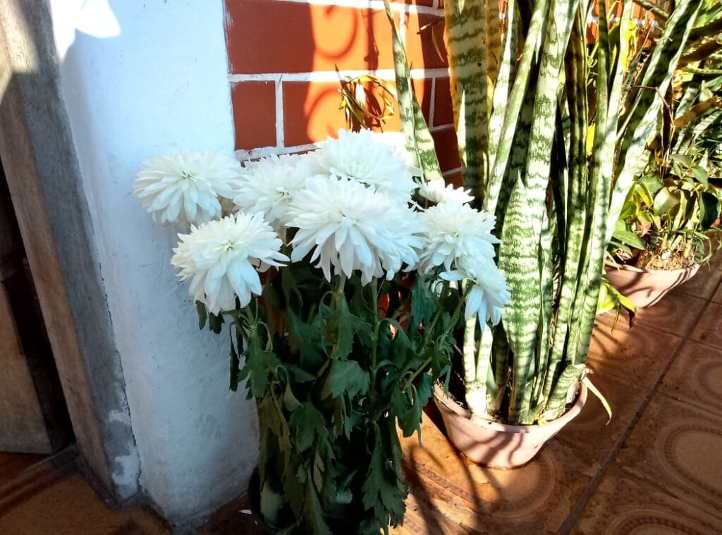 Foto de um vaso de flor tirada pela câmera traseira do tablet tl12 da vaio