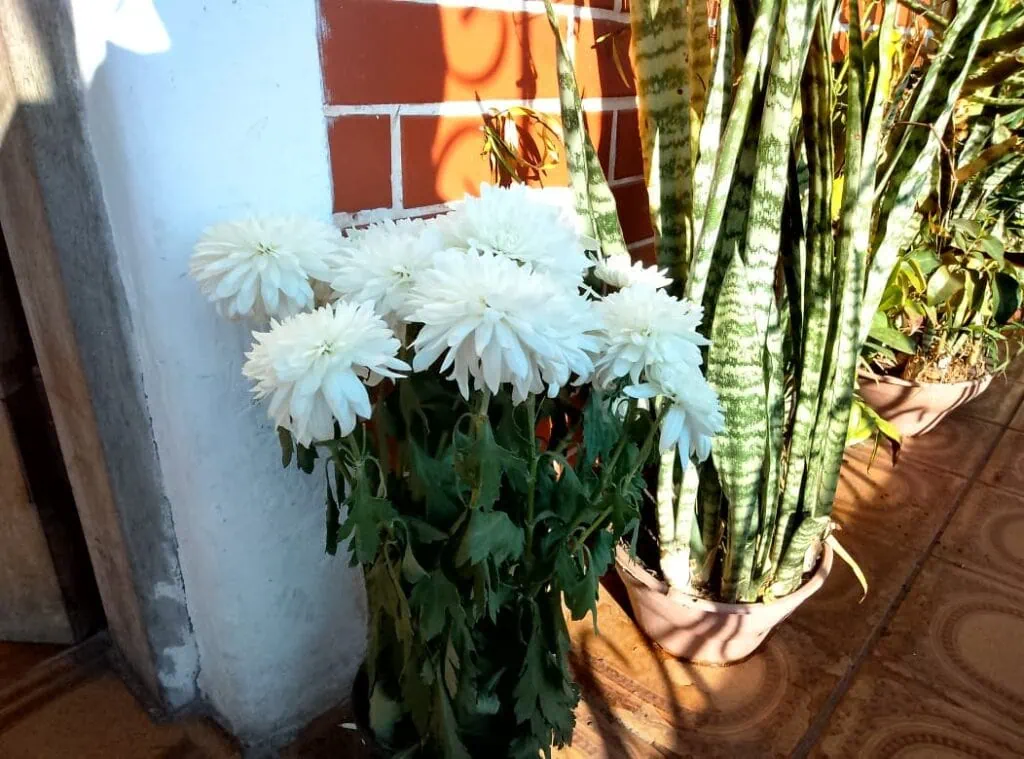 Review: tablet vaio tl12 mira na experiência pura do android Foto de um vaso de flor tirada pela câmera traseira do tablet tl12 da vaio