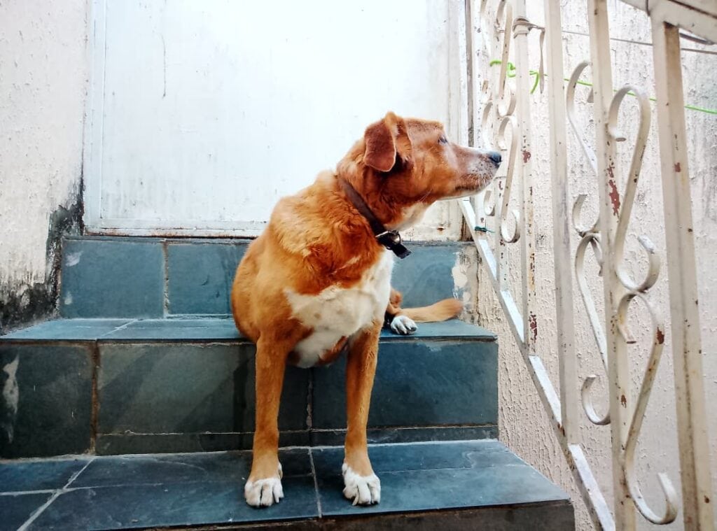 Foto de um cachorro tirada pela câmera traseira do tablet tl12 da vaio