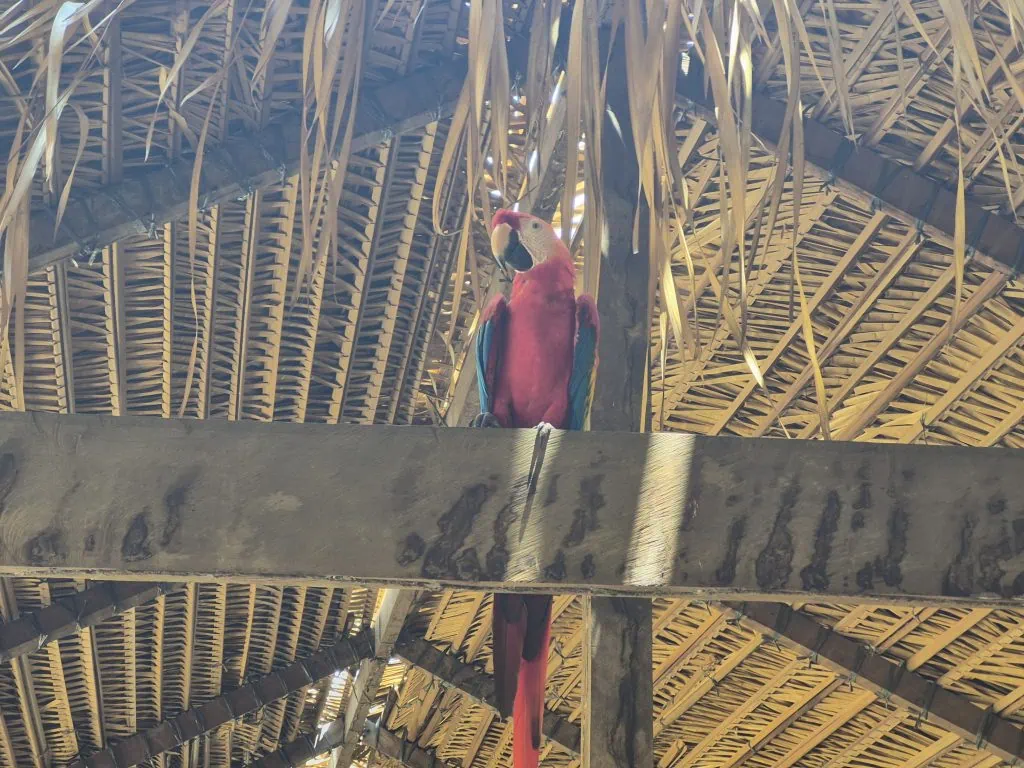 Review: galaxy s25 fe supera expectativas com ótima câmeras e bateria Foto de uma arara tirada pelo galaxy s25 fe