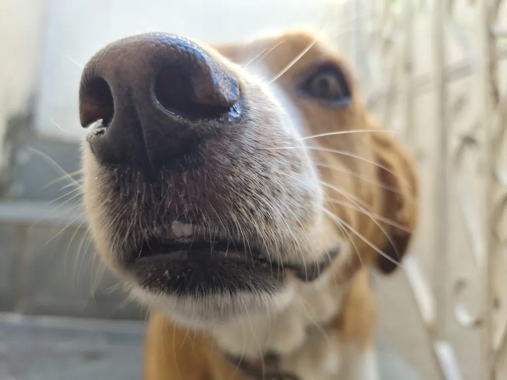 Review: galaxy s25 fe supera expectativas com ótima câmeras e bateria Foto de um cachorro tirada pelo galaxy s25 fe