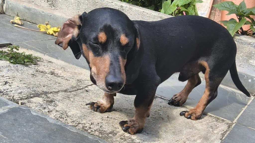 Review: galaxy tab s11 ultra pode substituir um notebook? Foto na lente wide do galaxy tab s11 ultra