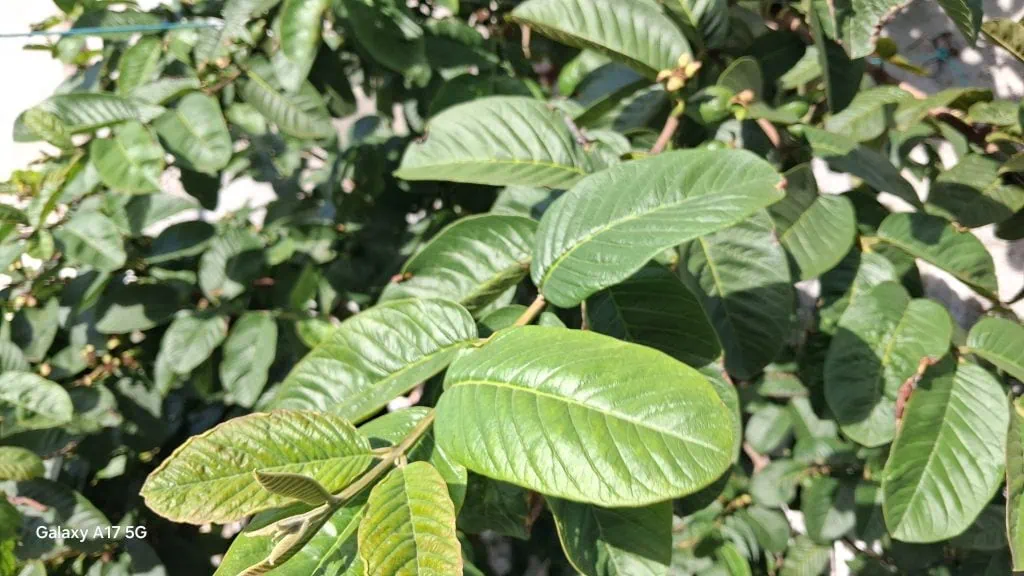 Comparativo: galaxy a07 vs. Galaxy a17 5g Foto feita com a câmera principal do galaxy a17 5g