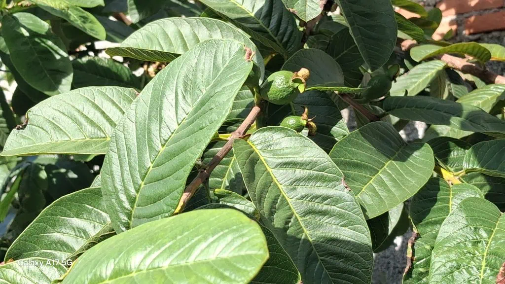 Comparativo: galaxy a07 vs. Galaxy a17 5g Foto feita com a câmera principal do galaxy a17 5g