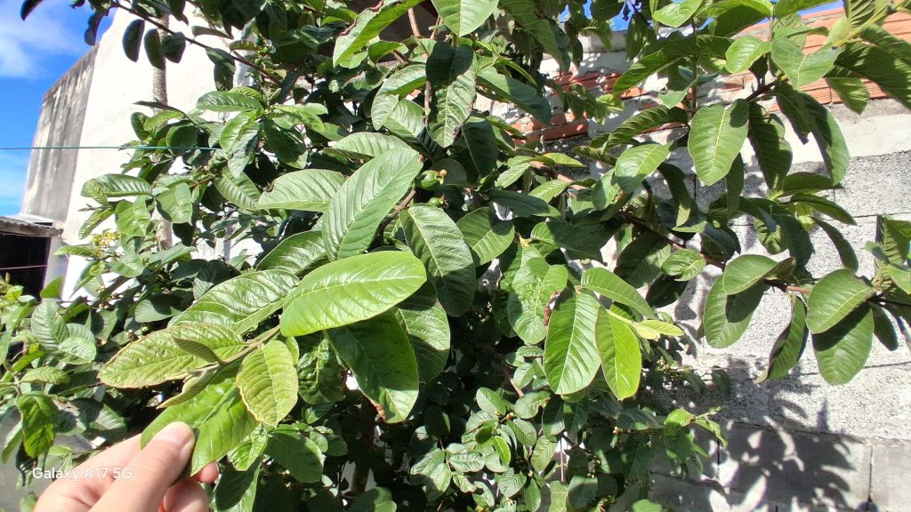 Comparativo: galaxy a07 vs. Galaxy a17 5g Foto feita com a câmera principal do galaxy a17 5g