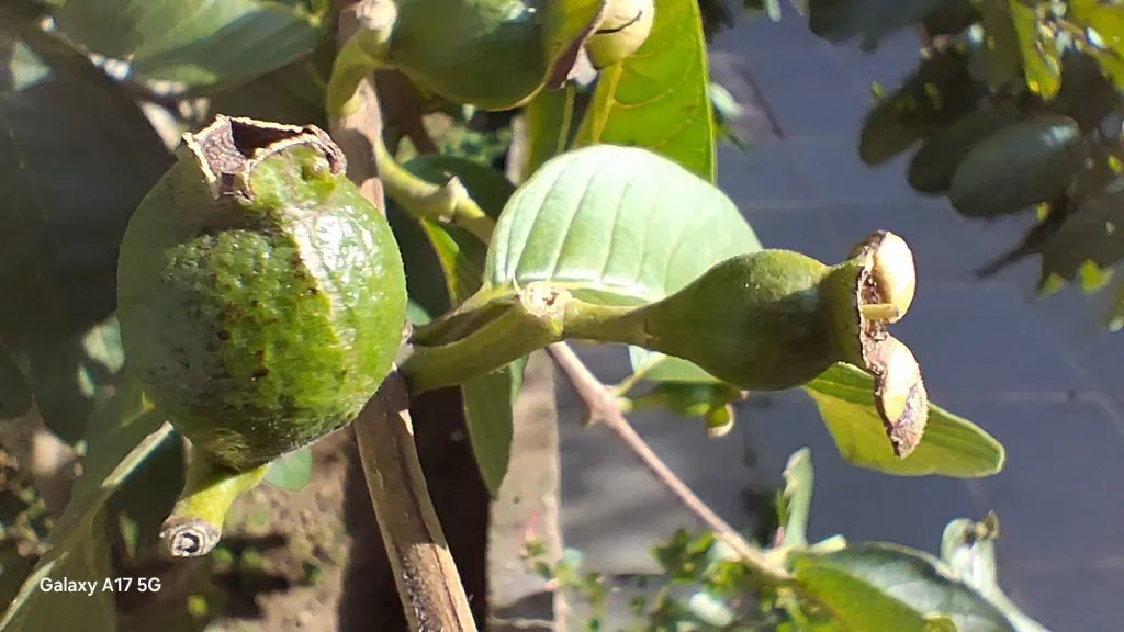 Comparativo: galaxy a07 vs. Galaxy a17 5g Foto no modo macro do galaxy a17 5g