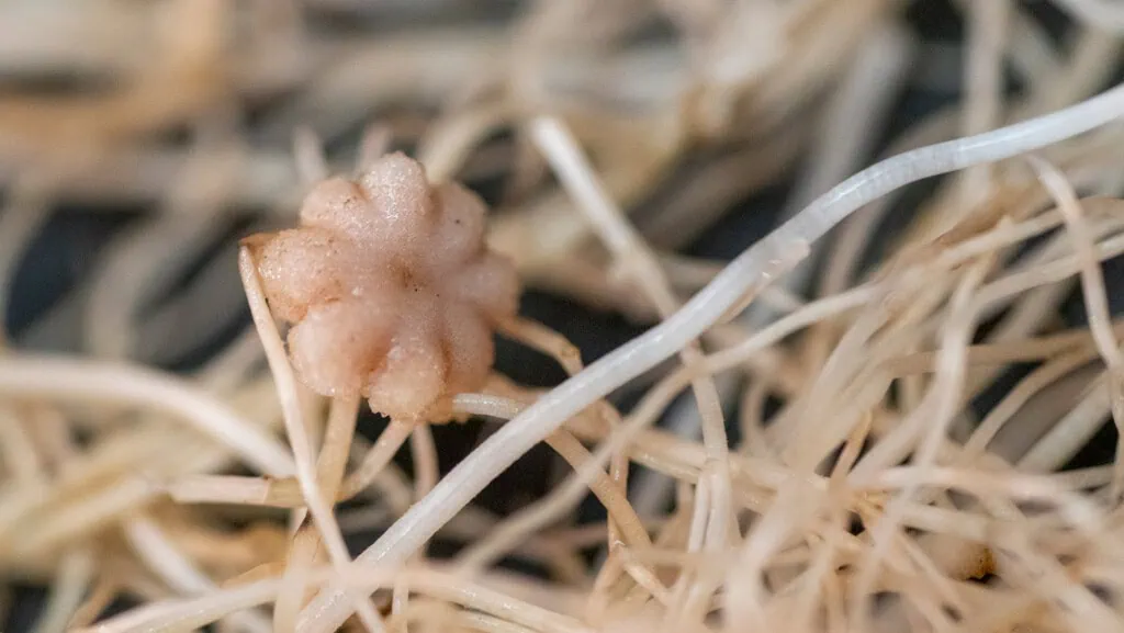 Grão-de-bico cresce em solo lunar simulado e produz sementes: avanço para a agricultura espacial Morcego de areia descansando em ambiente com areia e vegetação seca.