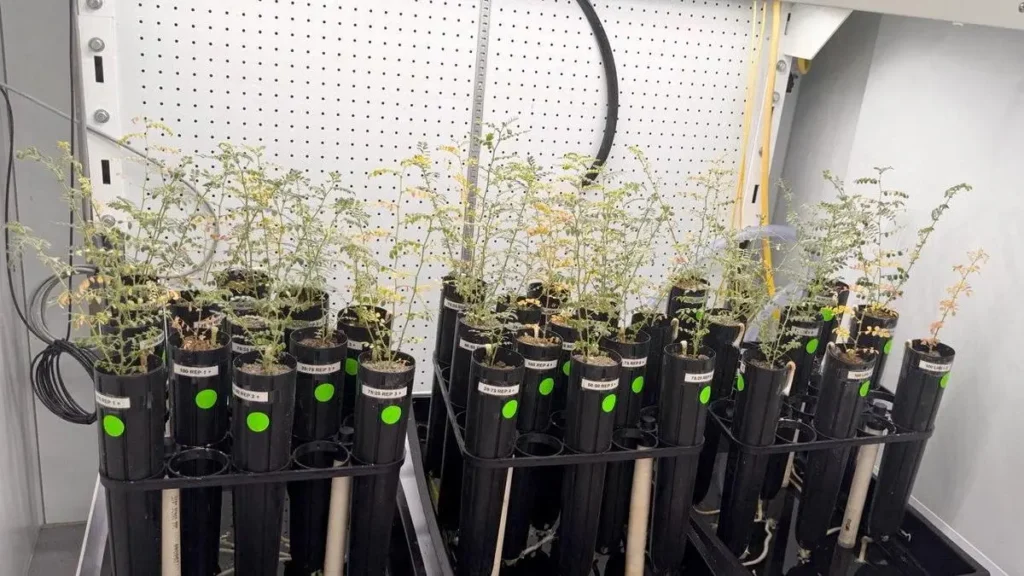 Grão-de-bico cresce em solo lunar simulado e produz sementes: avanço para a agricultura espacial Árvore de plantas em tubos de ensaio pretos para cultivo ou pesquisa.