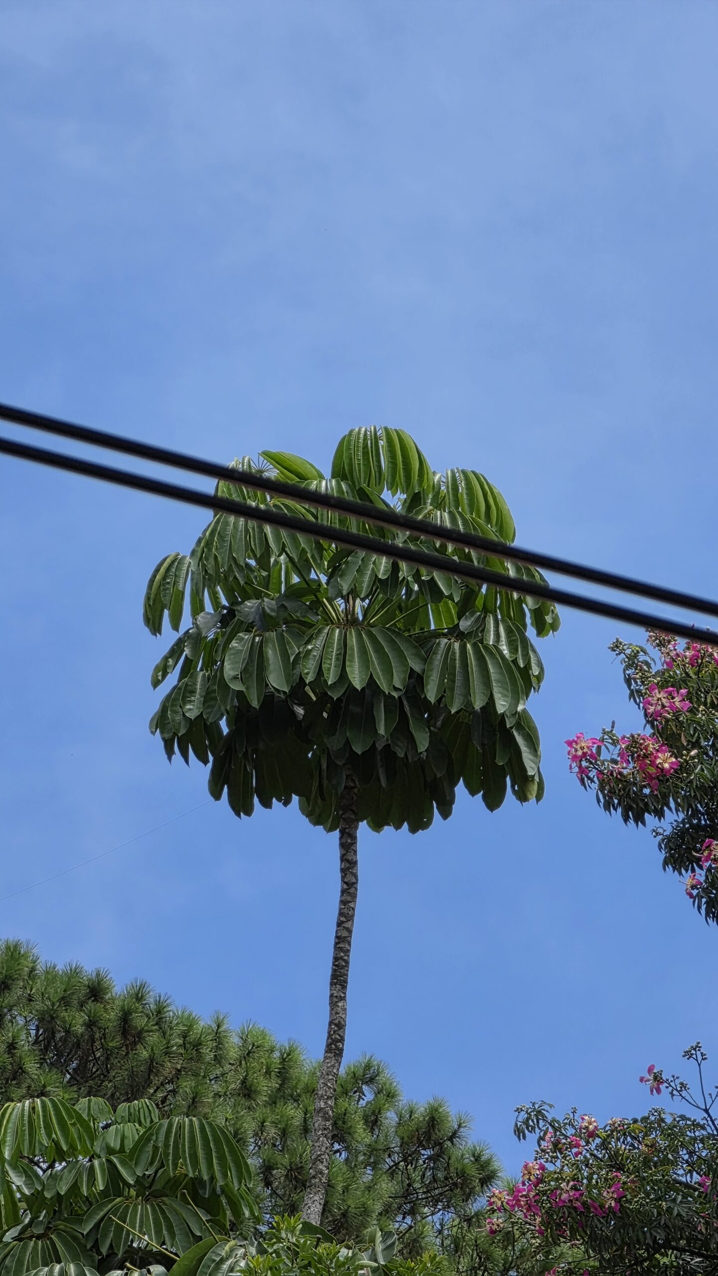 Review: De Galaxy S26 Ultra innoveert met een privacyscherm en behoudt tegelijkertijd uitstekende camera's. De nieuwe generatie van Samsungs premium smartphone beschikt over ongekende privacytechnologie voor het scherm, verbeterde camera's en een langere batterijduur, naast andere nieuwe functies. Lees wat wij ervan vonden: