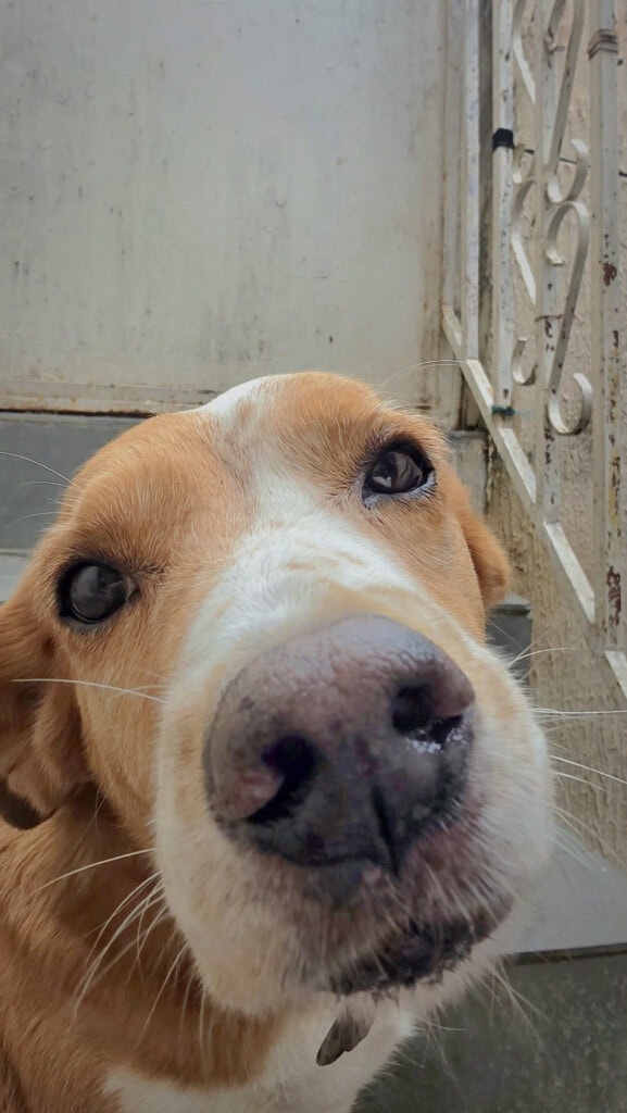 Review: De Galaxy S26 Ultra innoveert met een privacyscherm en behoudt uitstekende camera's. Foto van een hond, genomen met een Galaxy S26 Ultra.