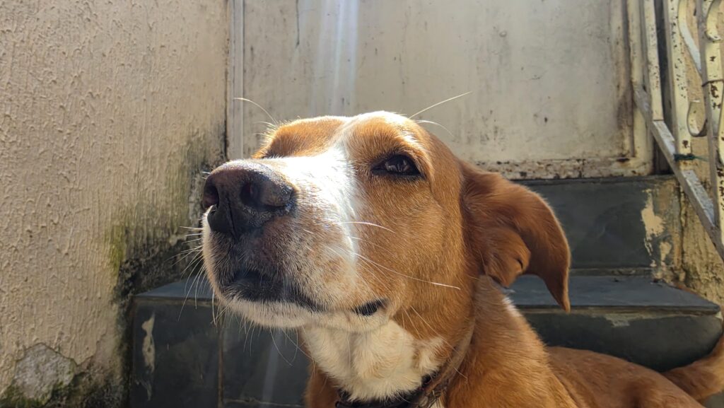 Review: De Galaxy S26 Ultra innoveert met een privacyscherm en behoudt uitstekende camera's. Foto van een hond, genomen met een Galaxy S26 Ultra.