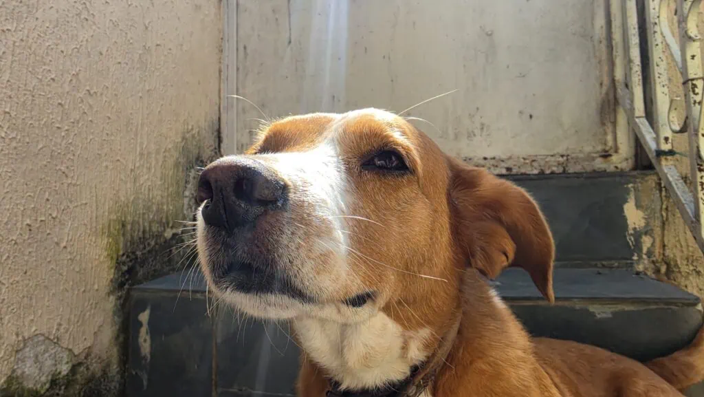 Review: galaxy s26 ultra inova com tela de privacidade e mantém ótimas câmeras Foto de cachorro tirada pelo galaxy s26 ultra