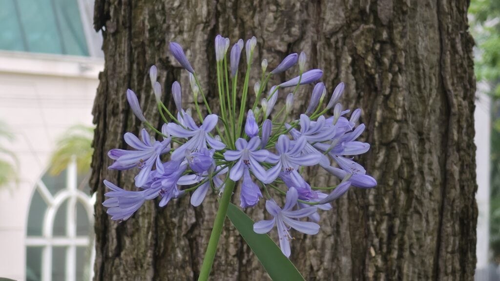 Review: De Galaxy S26 Ultra innoveert met een privacyscherm en behoudt uitstekende camera's. Bloemenfoto gemaakt met een Galaxy S26 Ultra.