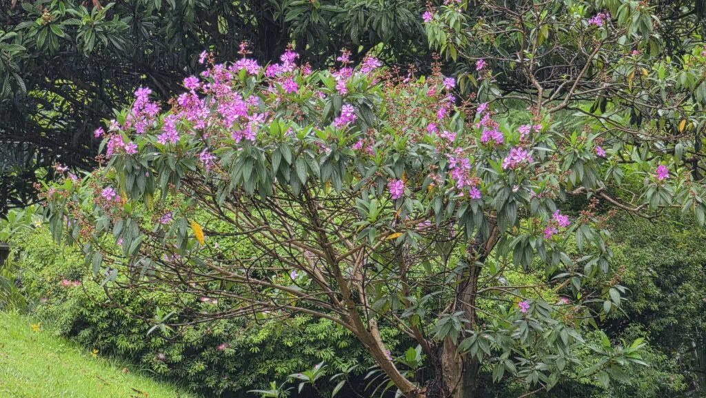 Review: galaxy s26 ultra inova com tela de privacidade e mantém ótimas câmeras Foto tirada pelo galaxy s26 ultra