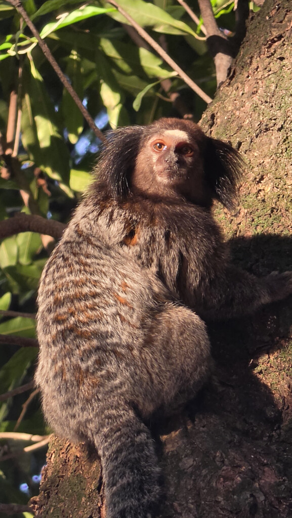 Review: galaxy s26 ultra inova com tela de privacidade e mantém ótimas câmeras Foto de macaco tirada pelo galaxy s26 ultra