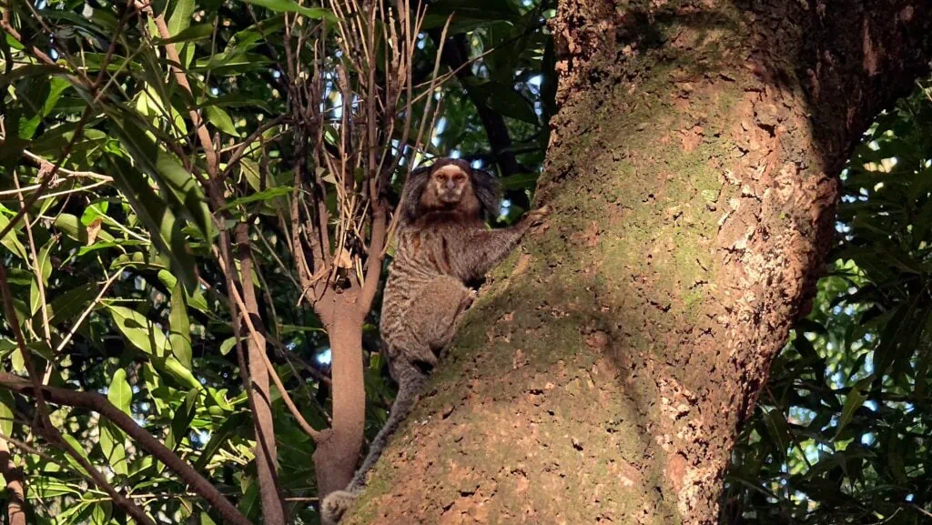 Review: galaxy s26 ultra inova com tela de privacidade e mantém ótimas câmeras Review: galaxy s26 ultra inova com tela de privacidade e mantém ótimas câmeras. A nova geração do smartphone premium da samsung traz tecnologia inédita de privacidade de tela, câmeras aprimoradas e maior duração de bateria, dentre outras novidades. Vela o que achamos dele: