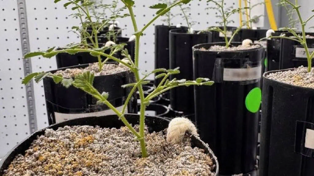 Grão-de-bico cresce em solo lunar simulado e produz sementes: avanço para a agricultura espacial Mudas de tomate em vasos pretos com suporte de estante, prontas para o cultivo em ambiente controlad.