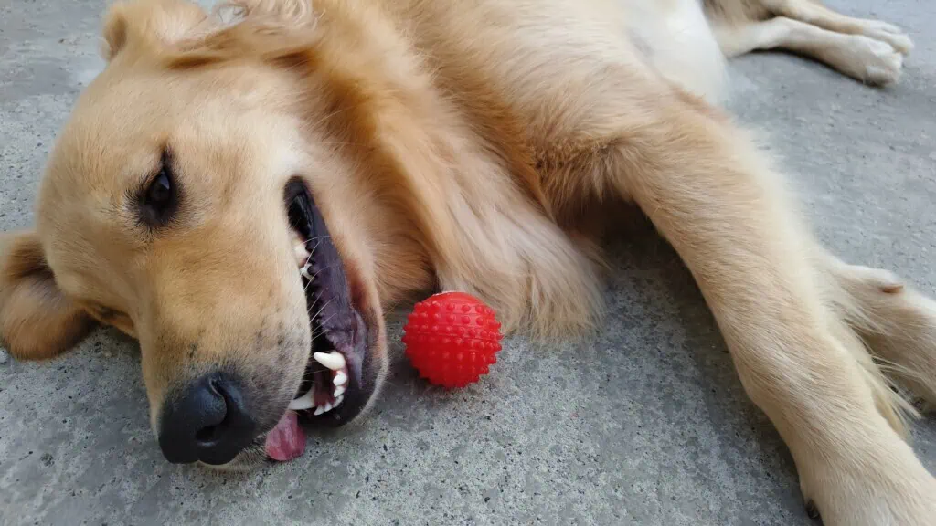 Review: jovi v70 5g tem super bateria e câmera com 200mp Foto feita com o jovi v70 5g