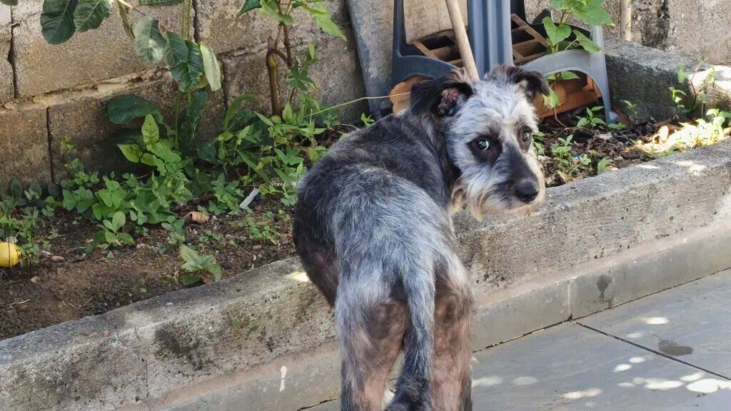 Review: jovi v70 5g tem super bateria e câmera com 200mp Foto feita com o jovi v70 5g