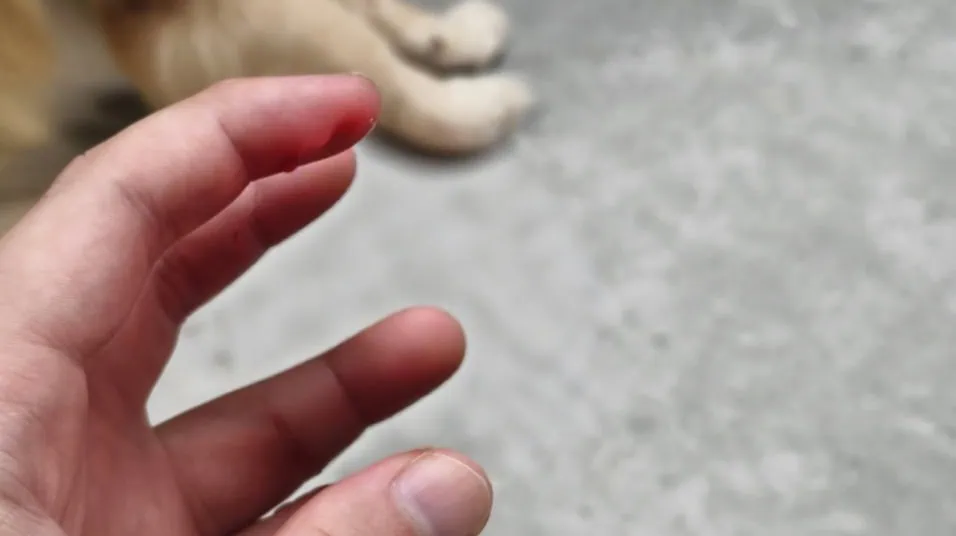 Review: jovi v70 5g tem super bateria e câmera com 200mp Review: jovi v70 5g tem super bateria e câmera com 200mp. Sucessor do v50 5g chega com bateria gigante de 7000 mah, lente de 200mp com estabilização em vídeos, além de manter o flash com ring light. Confira o que achamos no review completo