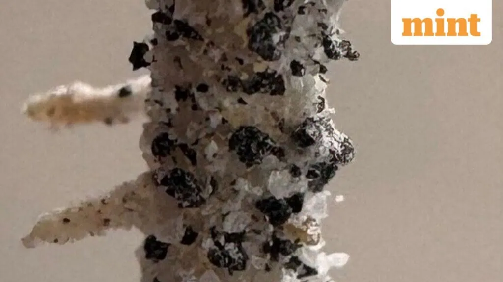 Grão-de-bico cresce em solo lunar simulado e produz sementes: avanço para a agricultura espacial Menta em pó com folhas de hortelã ao fundo.