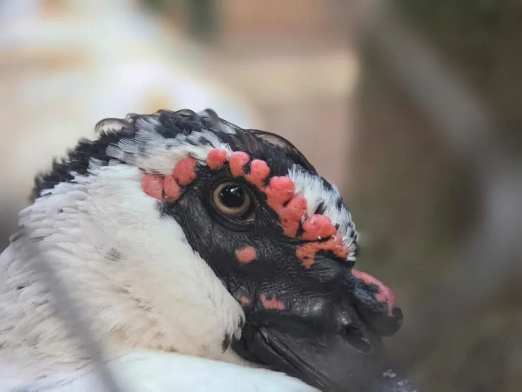 Review: galaxy s26 ultra inova com tela de privacidade e mantém ótimas câmeras Review: galaxy s26 ultra inova com tela de privacidade e mantém ótimas câmeras. A nova geração do smartphone premium da samsung traz tecnologia inédita de privacidade de tela, câmeras aprimoradas e maior duração de bateria, dentre outras novidades. Vela o que achamos dele: