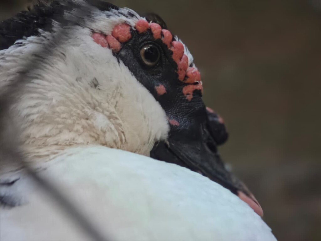 Review: galaxy s26 ultra inova com tela de privacidade e mantém ótimas câmeras Review: galaxy s26 ultra inova com tela de privacidade e mantém ótimas câmeras. A nova geração do smartphone premium da samsung traz tecnologia inédita de privacidade de tela, câmeras aprimoradas e maior duração de bateria, dentre outras novidades. Vela o que achamos dele: