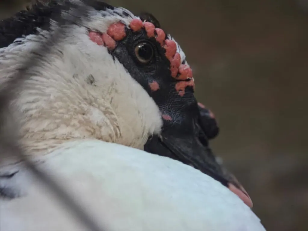 Обзор: Galaxy S26 Ultra предлагает инновационную функцию защиты конфиденциальности на экране и сохраняет отличные камеры. Обзор: Galaxy S26 Ultra внедряет инновации в области защиты конфиденциальности на экране, сохраняя при этом превосходные камеры. Новое поколение премиальных смартфонов Samsung отличается беспрецедентной технологией защиты конфиденциальности на экране, улучшенными камерами и увеличенным временем автономной работы, а также другими новыми функциями. Ознакомьтесь с нашим мнением: