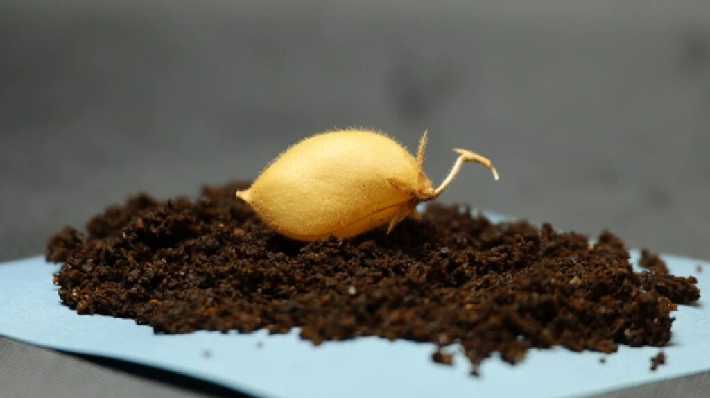 Grão-de-bico cresce em solo lunar simulado e produz sementes: avanço para a agricultura espacial Semente de soja germinando na terra úmida, pronta para crescer.