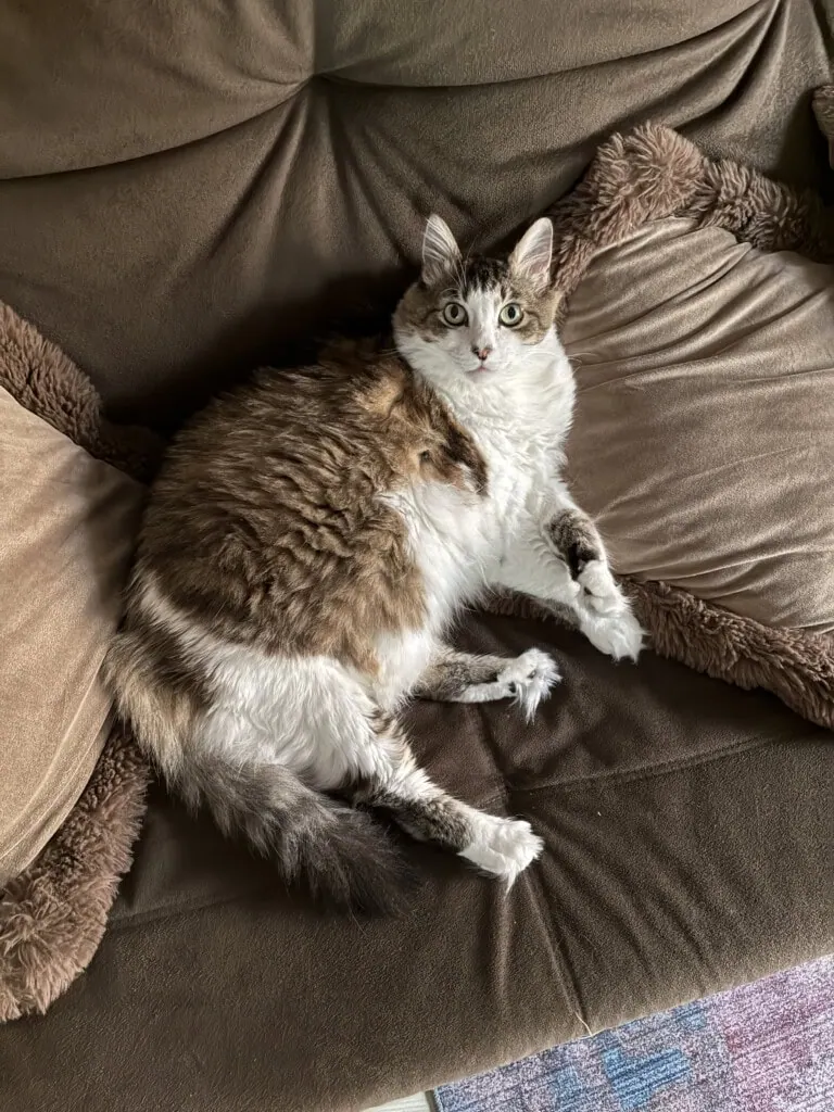 Review: iphone 17e combina economia, inovação e durabilidade Foto tirada com a lente fusion do iphone 17e. (foto: reprodução/enzo sapio/showmetech)