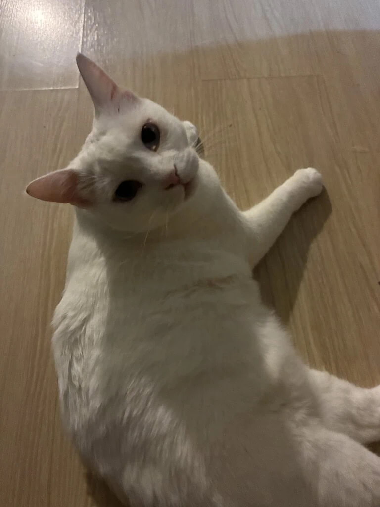 Review: iphone 17e combina economia, inovação e durabilidade Foto tirada com a lente fusion do iphone 17e. (foto: reprodução/enzo sapio/showmetech)