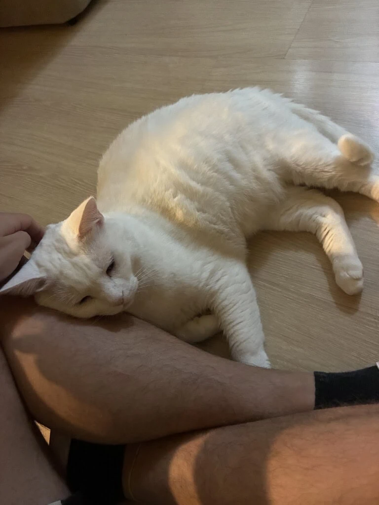 Review: iphone 17e combina economia, inovação e durabilidade Foto tirada com a lente fusion do iphone 17e. (foto: reprodução/enzo sapio/showmetech)