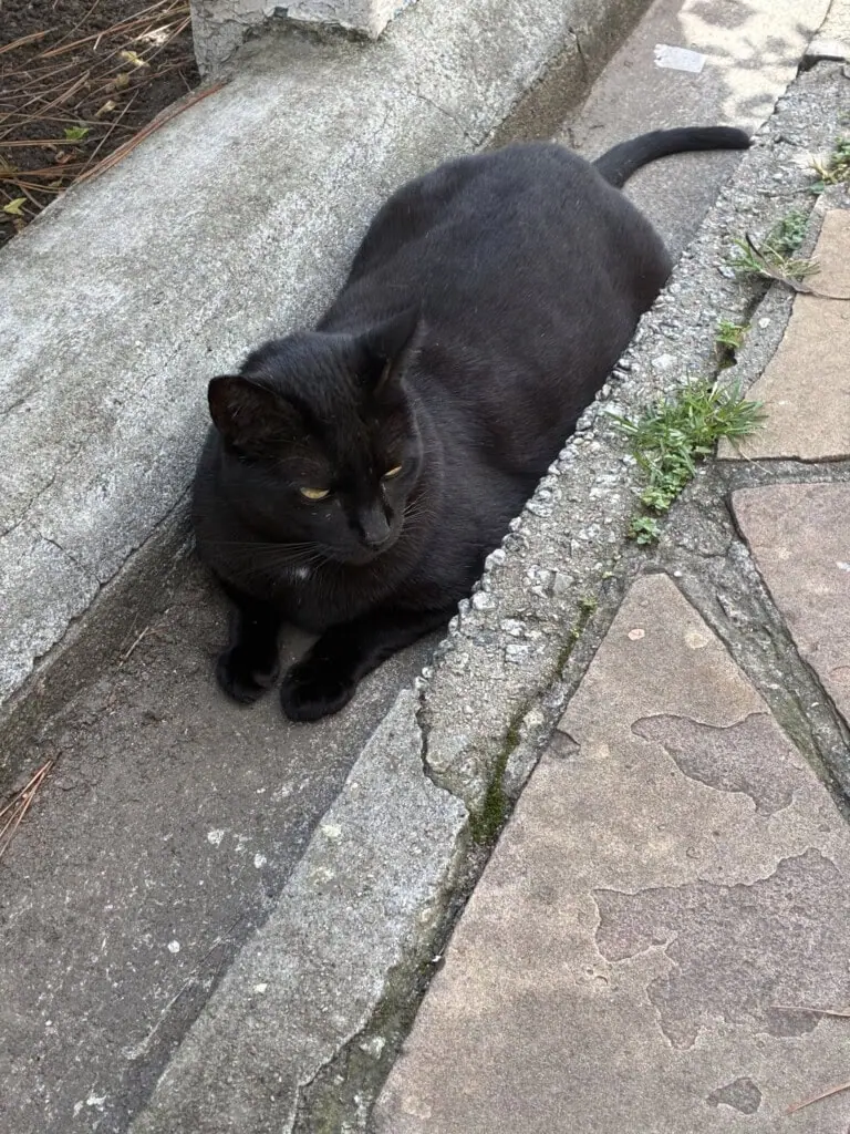 Review: iphone 17e combina economia, inovação e durabilidade Foto tirada com a lente fusion do iphone 17e. (foto: reprodução/enzo sapio/showmetech)