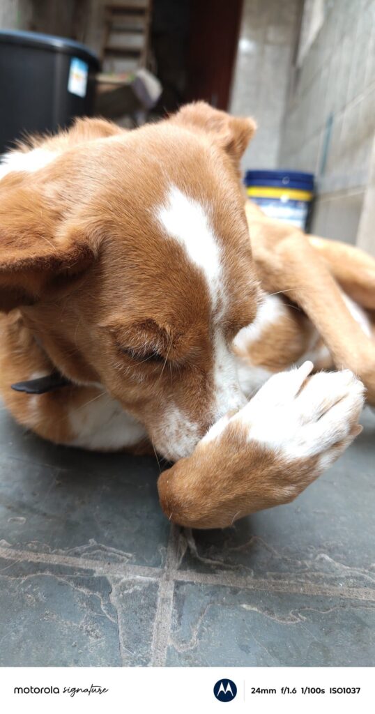 Foto tirada pelo motorola signature