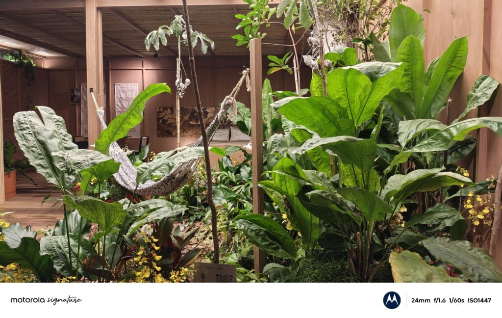 Foto de planta tirada pelo motorola signature