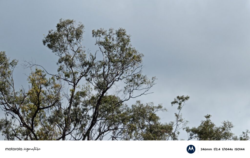 Foto de planta tirada pelo motorola signature