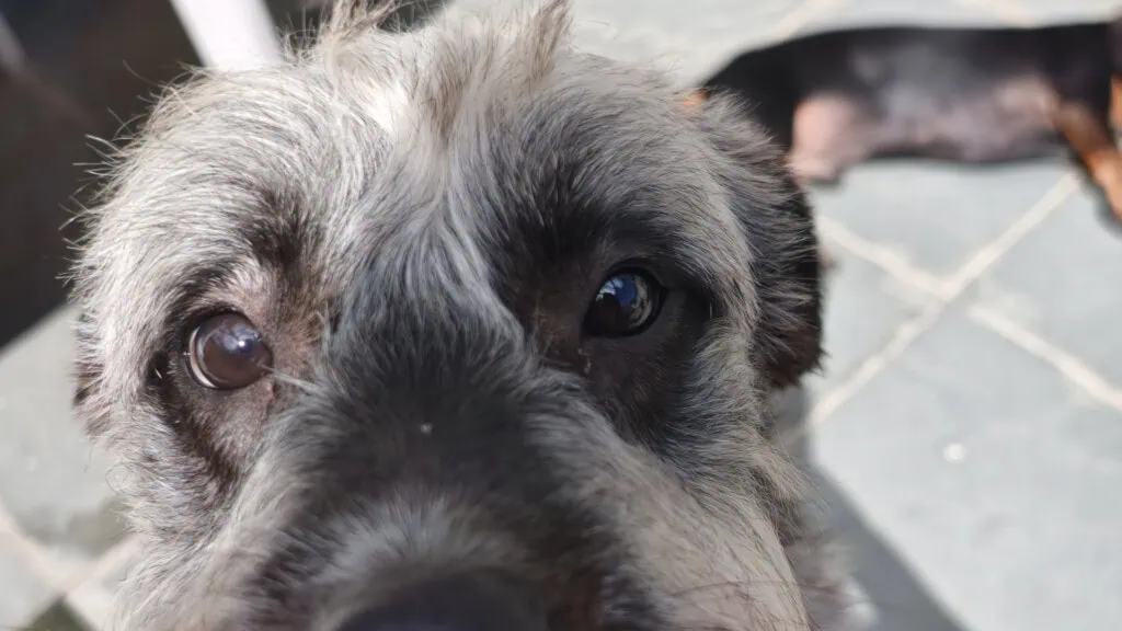 Review: oppo find x9 pro é o rei da fotografia no brasil Foto de cachorro feita pela lente wide de 50mp do oppo find x9 pro