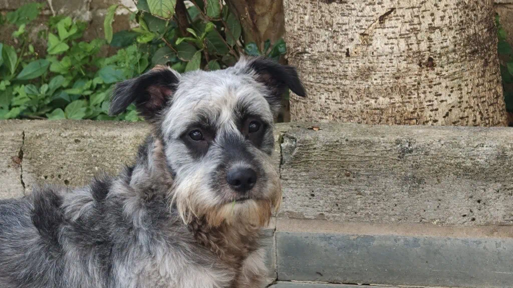 Review: oppo find x9 pro é o rei da fotografia no brasil Cachorro preto em jardim