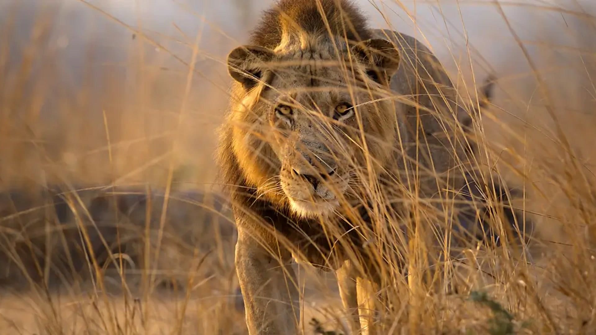 Leão em cena da docussérie reino selvagem