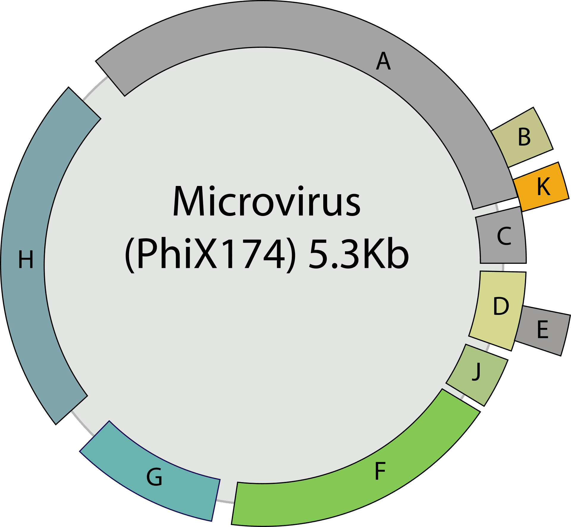Inteligência artificial cria vírus inédito Mapa circular do genoma do bacteriófago phix174