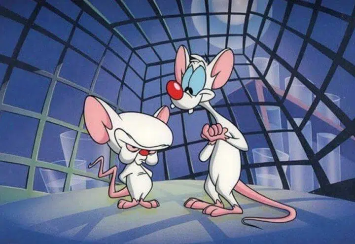 Células humanas são usadas para criar ratos mais inteligentes Pinky_y_cerebro