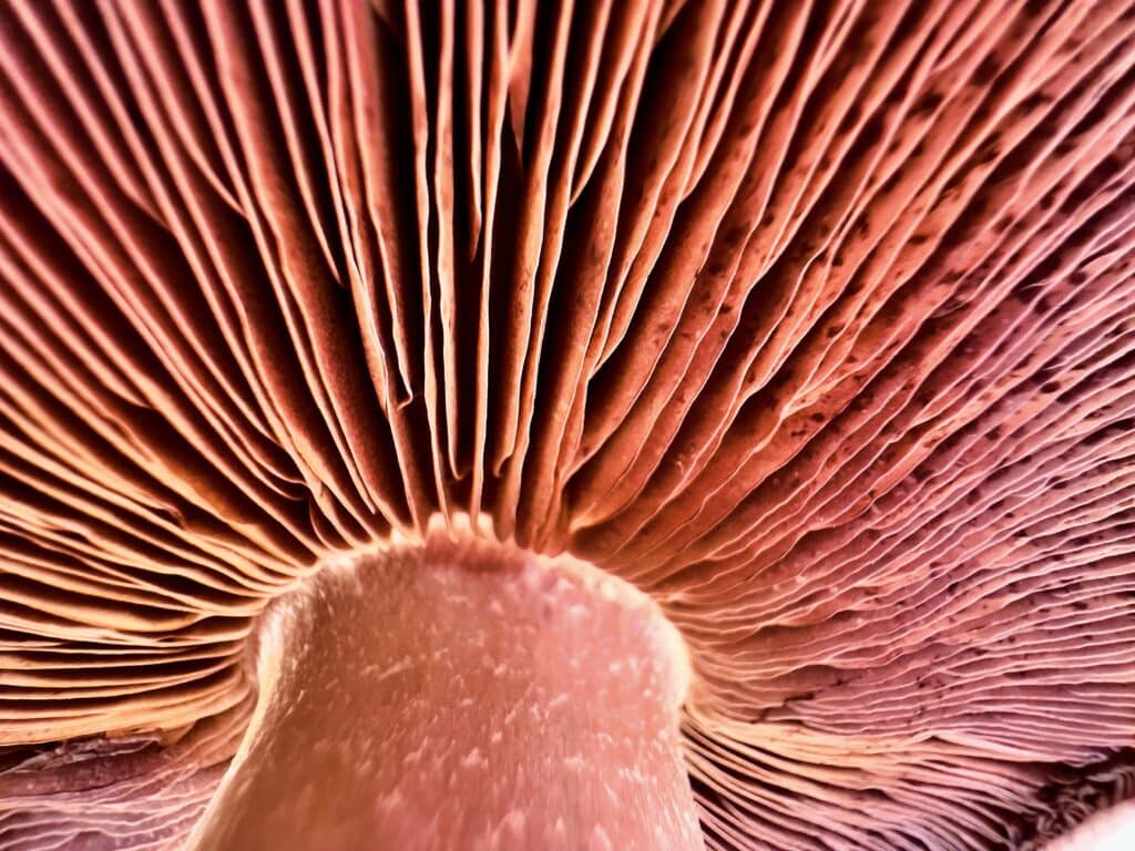 14 dicas para tirar fotos incríveis no iphone É possível tirar fotos profissionais com a lente macro